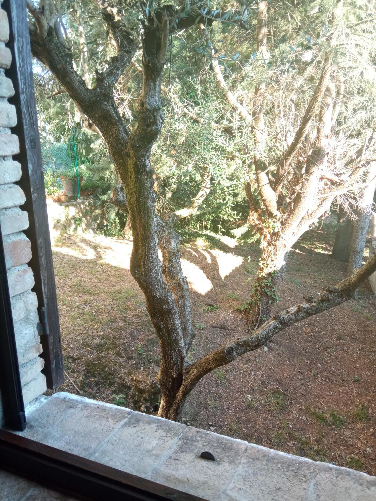 All'Ombra Di San Damiano Ασίζη Εξωτερικό φωτογραφία