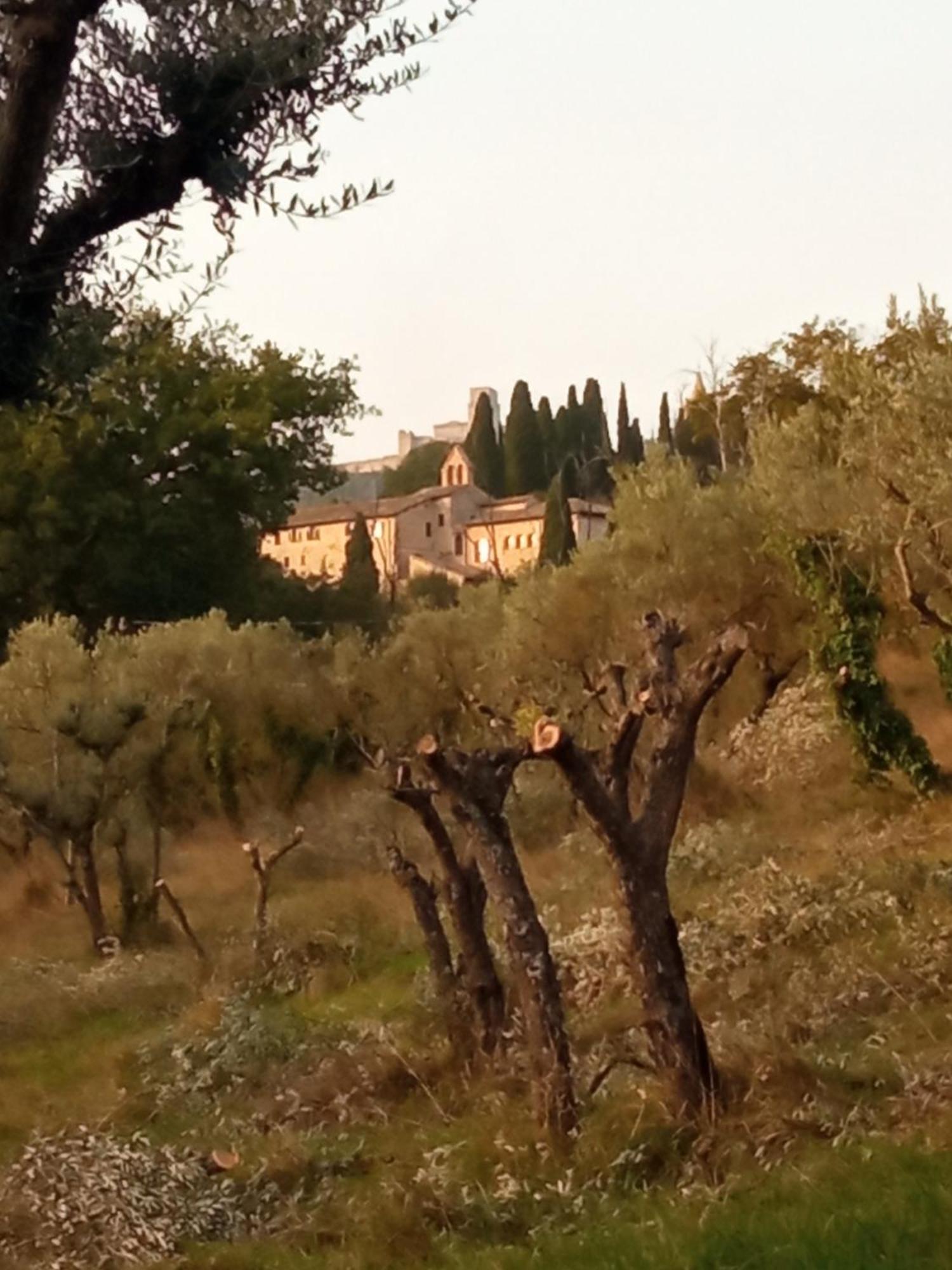 All'Ombra Di San Damiano Ασίζη Εξωτερικό φωτογραφία